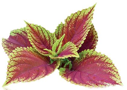 coleus forskolia като част от Reduslim