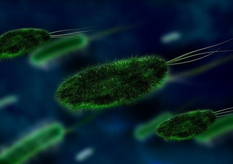 причинителят на гастрит е бактерия - Helicobacter